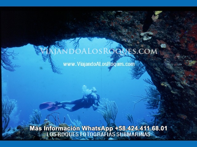 Los_roques_fotografias_submarinas_diving%20(42)