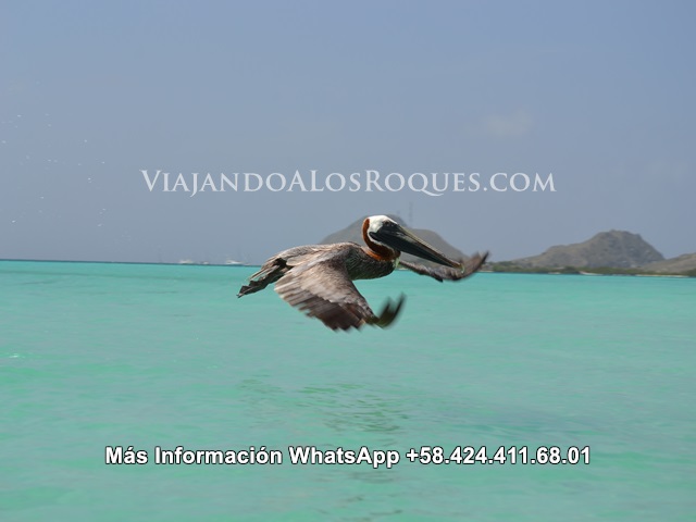 Pelicanos-madrisqui-los-roques%20(21)